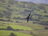 LFA_009 - another Hawk heads for the Loop - note all the sheep